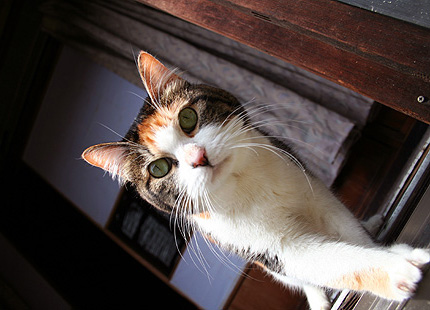 2008_0709miiko.jpg