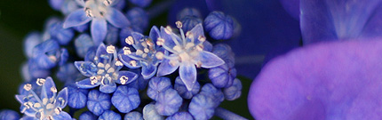 2008_0710ajisai.jpg