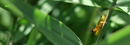 2008_0720inago.jpg