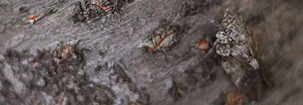 2008_0721niiniizemi.jpg