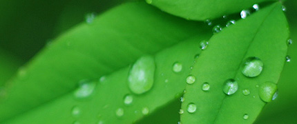 2008_0830shizuku.jpg