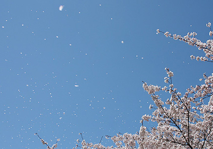 2009_0411hanahubuki.jpg