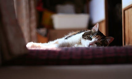 2009_0420miiko.jpg