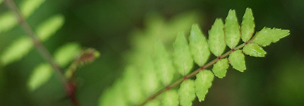 2009_0426sansyo.jpg