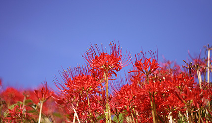 2009_1012higunbana.jpg