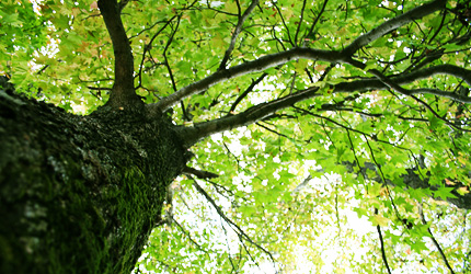 2009_1023wood.jpg