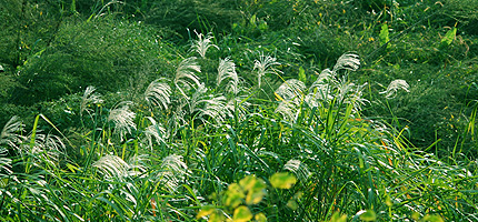 2009_1029susuki.jpg