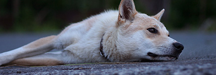 2008_0702inu.jpg