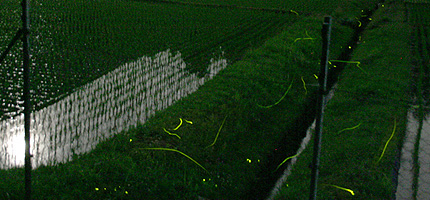 2008_0707hotaru.jpg