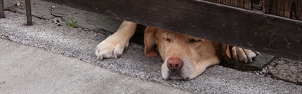 2008_0717inu2.jpg