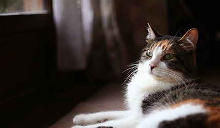 2008_0718miiko.jpg