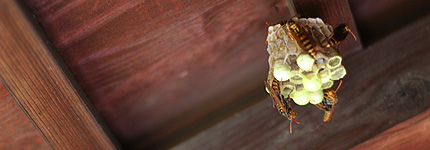 2008_0731honeybee.jpg