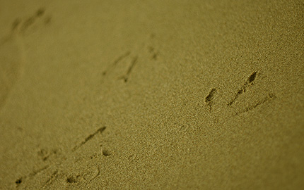 2008_0916ashiato.jpg