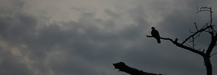 2008_0930hato.jpg