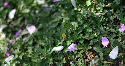 2008_1103hanabira.jpg
