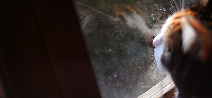 2009_0129miiko.jpg