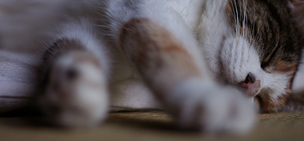 2009_0404miiko.jpg