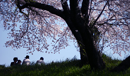 2009_0408_hanami.jpg