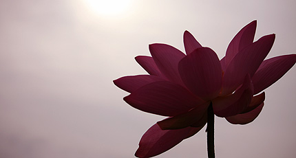 2009_0731hasuhana.jpg