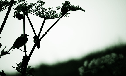 2009_0818uguisu.jpg