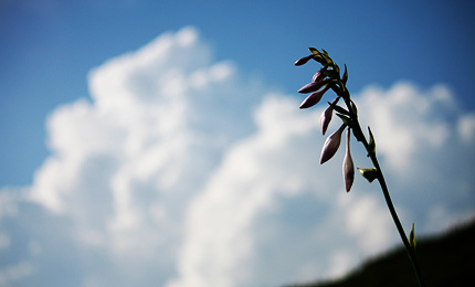2009_0819oobagiboushi.jpg