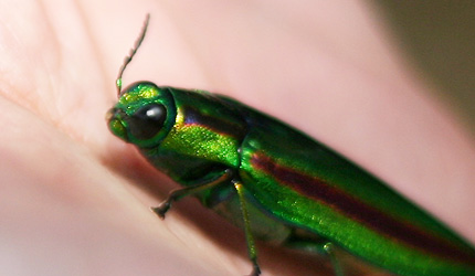 2009_0825tamamushi.jpg