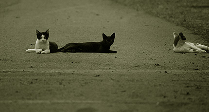 2009_1130neko.jpg