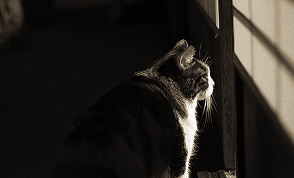 2009_1226miiko.jpg