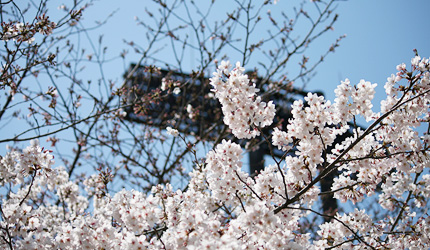 2010_0330sakura.jpg