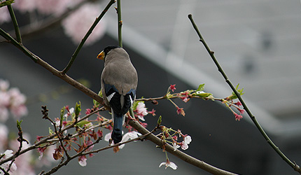 2010_0423ikaru2.jpg