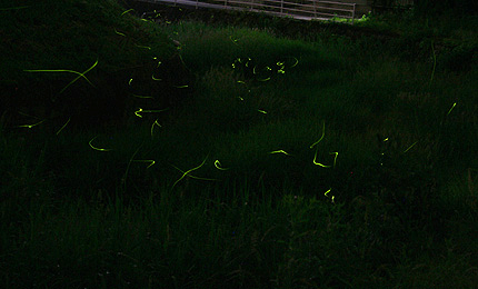 2010_0604hotaru.jpg