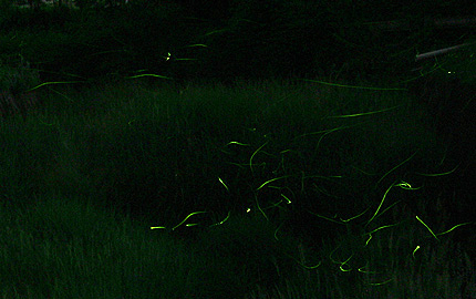2010_0604hotaru2.jpg