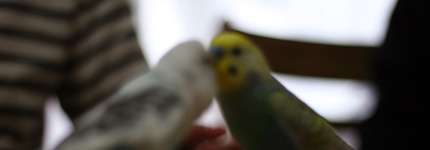 2010_0607birds.jpg