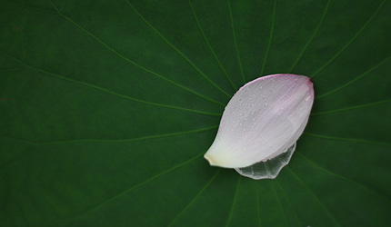 2010_0731hasu.jpg