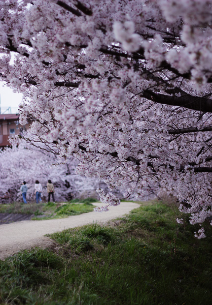 2011_0411sakura.jpg