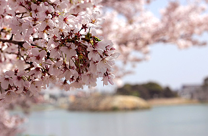 2011_0411sakura2.jpg