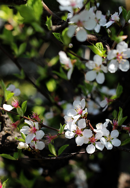 2011_0413yusuraume.jpg