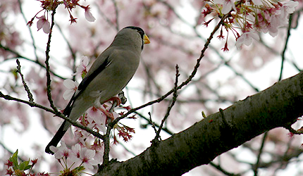 2011_0423ikaru.jpg