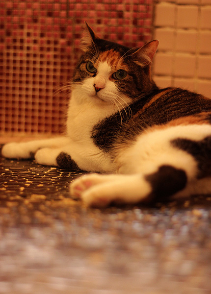 2011_0902miiko.jpg