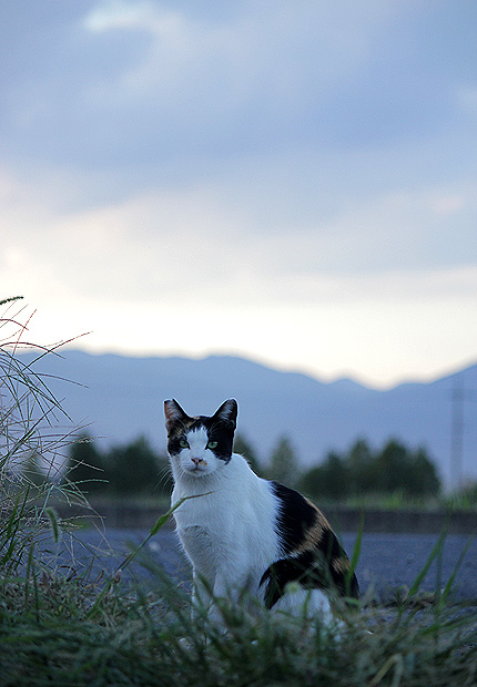 2011_0915nora.jpg
