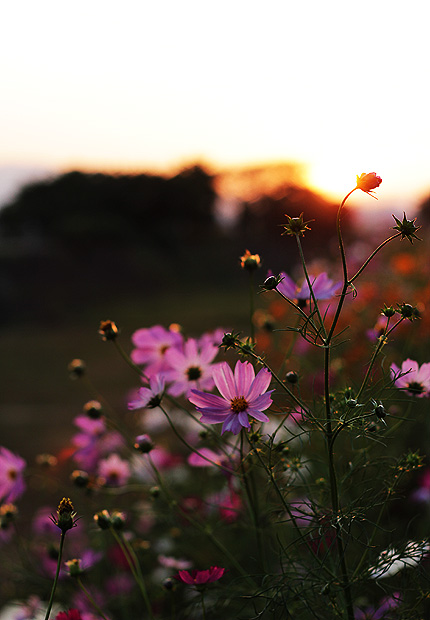 2011_1016cosmos.jpg