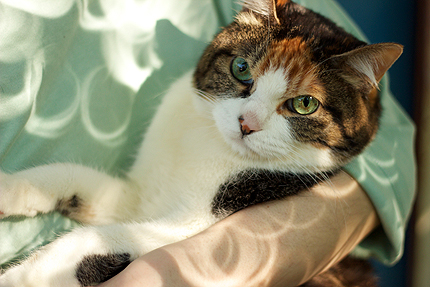 2012_0521_nissyoku2.jpg