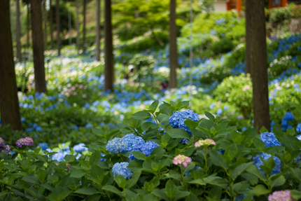 2012_0616ajisai3.jpg