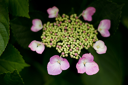2012_0618ajisai2.jpg