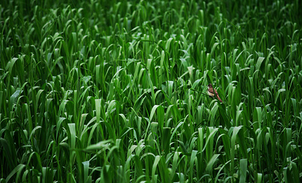 2012_0621yoshikiri.jpg