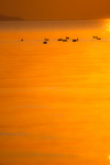 2012_1231biwako.jpg