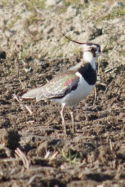 2013_0131tageri3.jpg