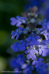 2013_0429_flower.jpg