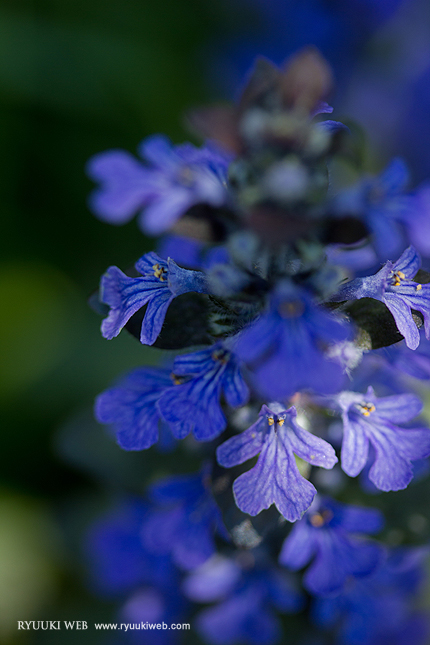 2013_0429_flower.jpg
