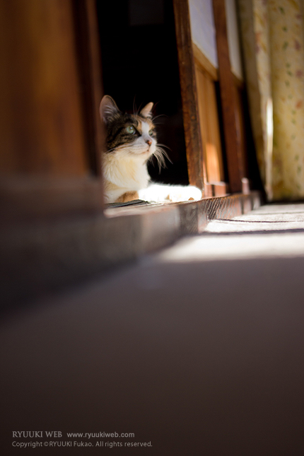 2013_1027miiko.jpg